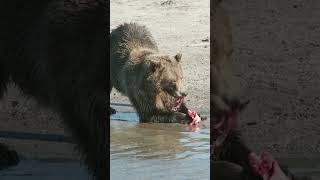 Part 3 Grizzly Bear Eating Salmon bearchicagobearshortsshortsvideoanimals forestjunglenature [upl. by Ardine]