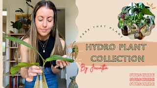 Hydroponic Houseplant Collection  Calming Watering Videos  Water Propagation Plant Tips ASMR [upl. by Asilef]