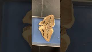 BIO 211  sheep heart structuresdissection [upl. by Kaiulani]