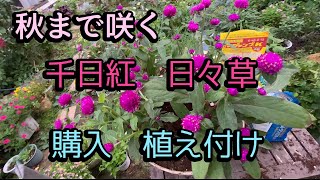 【日々草、千日紅を購入】梅雨の晴れ間 新しいお花をお迎え、植えました。 [upl. by Brelje]