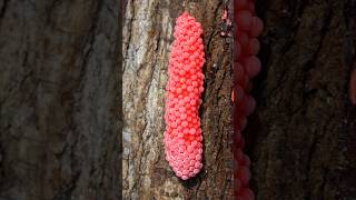 Crushed Snail Eggs  Apple Snail Eggs ASMR satisfying relaxing 25 [upl. by Leirad]