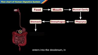 UNDERSTAND A HUMAN DIGESTIVE SYSTEM BS 10 CH 6  ANIMATED VIDEO EXPLAIN  SIABOOKS pvtltd [upl. by Dreda]