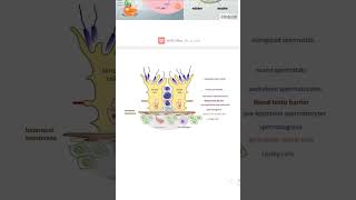 spermatogenic cellsampblood testis barriermale histology for pharmacyصيدلة الزقازيق [upl. by Randi]