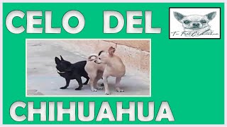 🤔 Cómo saber 🤔 cuándo una chihuahua está en 🐕 celo 🐕 [upl. by Hobey]