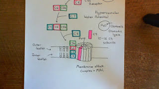 The Lectin Complement Pathway Part 5 [upl. by Perrin]