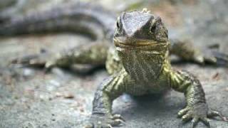 Amazing Reptiles The Tuatara [upl. by Yerggoeg]