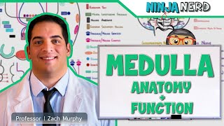 Neurology  Medulla Anatomy amp Function [upl. by Cordelia]