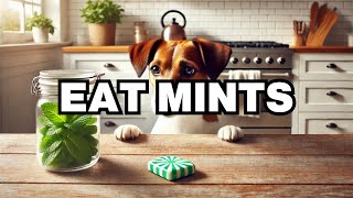 Can Dogs Eat Mints Explained [upl. by Amaris]