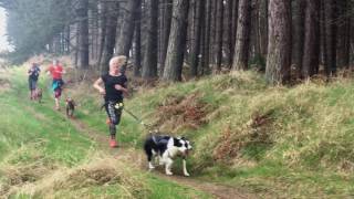 DOG RUNNING TENTSMUIR FOREST [upl. by Helsie]