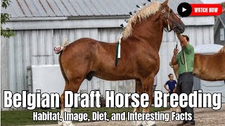 Belgian Draft Horse Breeding  Habitat Image Diet and Interesting Facts  United States [upl. by Noraj801]