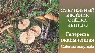 СМЕРТЕЛЬНЫЙ двойник Опёнка летнего  Галерина окаймлённая  Galerina marginata [upl. by Huntington]