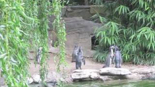 Humboldt penguins chasing a butterfly [upl. by Forta]