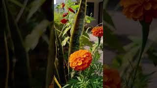 Marigolds  live forever  nature liveforever garden beautiful [upl. by Acina]