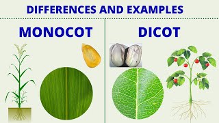 MONOCOT vs DICOT  Differences between Monocotyledon and Dicotyledon with Examples  Science Lesson [upl. by Tilda131]