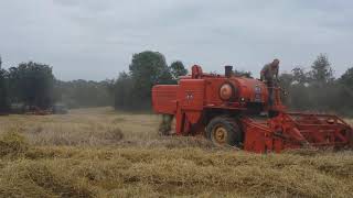 MASSEY FERGUSON VINTAGE COMBINES WORKING TOGETHER  MF400 MF788 HARVEST2020 [upl. by Attelahs]