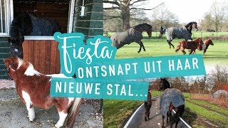 Fiësta ontsnapt uit haar NIEUWE stal  Verhuizen  Vlog4 [upl. by Nodnol613]