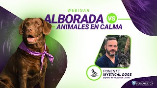 Alborada VS Animales en calma  WEBINAR  POLISURA [upl. by Fulks616]