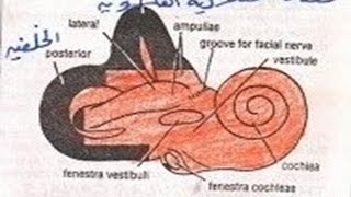 Menieres Disease Dr Foheid Alsobei [upl. by Fernas]