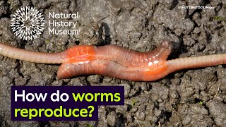 How do worms reproduce  Surprising Science [upl. by Noteek]