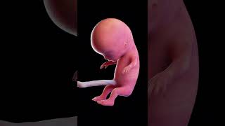 Babys Growth In Mothers Womb 0 TO 9 MONTHS😱How Miracle Is Formed From Sperm to Human😳😳 [upl. by Nerval712]