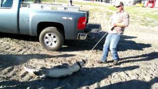 Polysius  Amerafa  Getting the gator onto a pickup [upl. by Imorej]