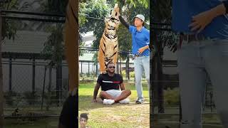 tiger lion animals wildlife pets music dance love song dancer [upl. by Eide700]