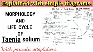 Taenia solium  Pork tapeworm  Life cycle [upl. by Diraj]