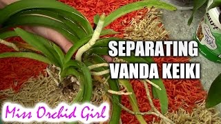 Separating Vanda orchid keiki from mother plant [upl. by Michon843]