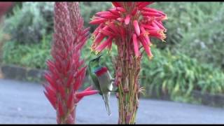 Into the Fynbos Conserving Biodiversity in the Cape Floristic Region [upl. by Sessilu190]