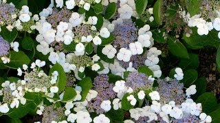 Hydrangea macrophylla Lacecap [upl. by Annaj]