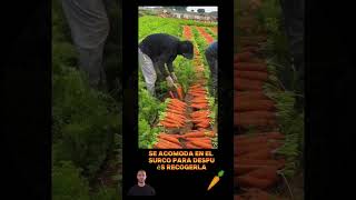 Cosecha de zanahorias video viralvideo reels agricultura [upl. by Jeritah492]