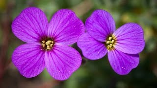 Аубриета микс семена  Aubrieta hybrida [upl. by Edgerton]