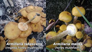 Honey Mushrooms with The Mushroom Hunter [upl. by Luna]