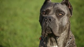 HOBBY CANE CORSO BREEDER SHOWS OFF HER AMAZING ITALIAN MASTIFFS [upl. by Ynamad]