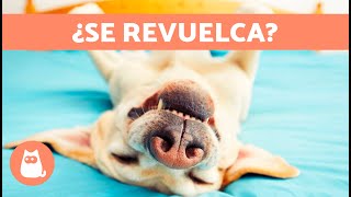 ¿Por qué mi PERRO se REVUELCA en la CAMA 🐶🛏️ 5 Razones [upl. by Ovid]