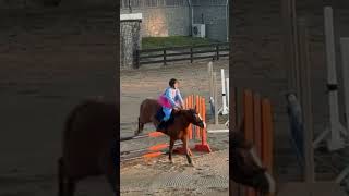 44 eckermann showjumping jumper eventer eventing [upl. by Ydnys]