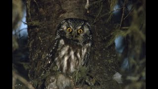 Boreal Owl Talk Oct 2024 [upl. by Cresida]