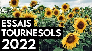 PARCELLE DESSAIS TOURNESOLS  2022 [upl. by Alethia]