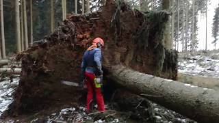 Felling and clamping the Husqvarna 560XP chain saw [upl. by Annairdna686]