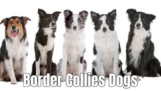 Border Collies Dogs  Everything You should Know About relaxyourpetdog [upl. by Sidwel]