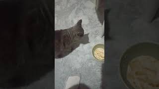 Bu Kedi Konuşuyor 😹 konusankediler cat kesfet fyp kedivideo kedi kedivideoları valorant [upl. by Aynotel]