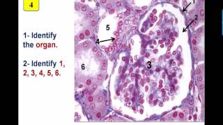 Revision urinary system histology data show 2016 [upl. by Staw210]