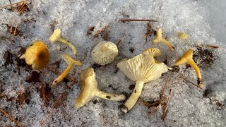 Mushroom foraging in snowy mountain snowy waxcap common puffball フユヤマタケ ホコリタケ オトメノカサ ニガクリタケ [upl. by Brenton782]