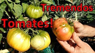 Cómo Conseguir Tomates Grandes y de Calidad   El Huerto de Silverio [upl. by Waechter]