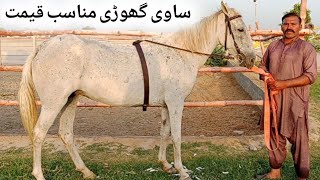 2 October 2024  Beautiful Chalbaz Ghori for sale  horse in pakistan [upl. by Bubalo]