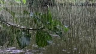 Fall Asleep with 3Hour of Rainforest Ambience  Rain Sounds for Sleep amp Relaxation ASMR Sounds [upl. by Ahtenak]