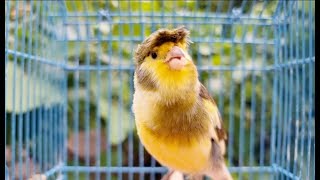 Canary Singing Bird Sounds At Its Best  Canaries Birds [upl. by Mayman527]