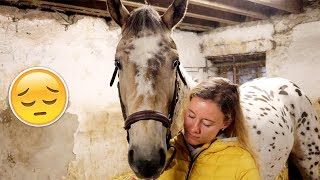 Slecht nieuws tijdens de keuring in Engeland   felinehoi VLOG 130 [upl. by Trumann834]