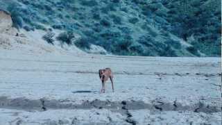 Deer hunting  Rhodesian Ridgebacks [upl. by Atalee]