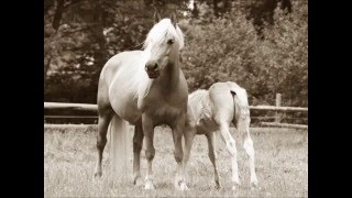 Haflinger polka  Echte Allgäuer Volksmusik [upl. by Brunhilde191]